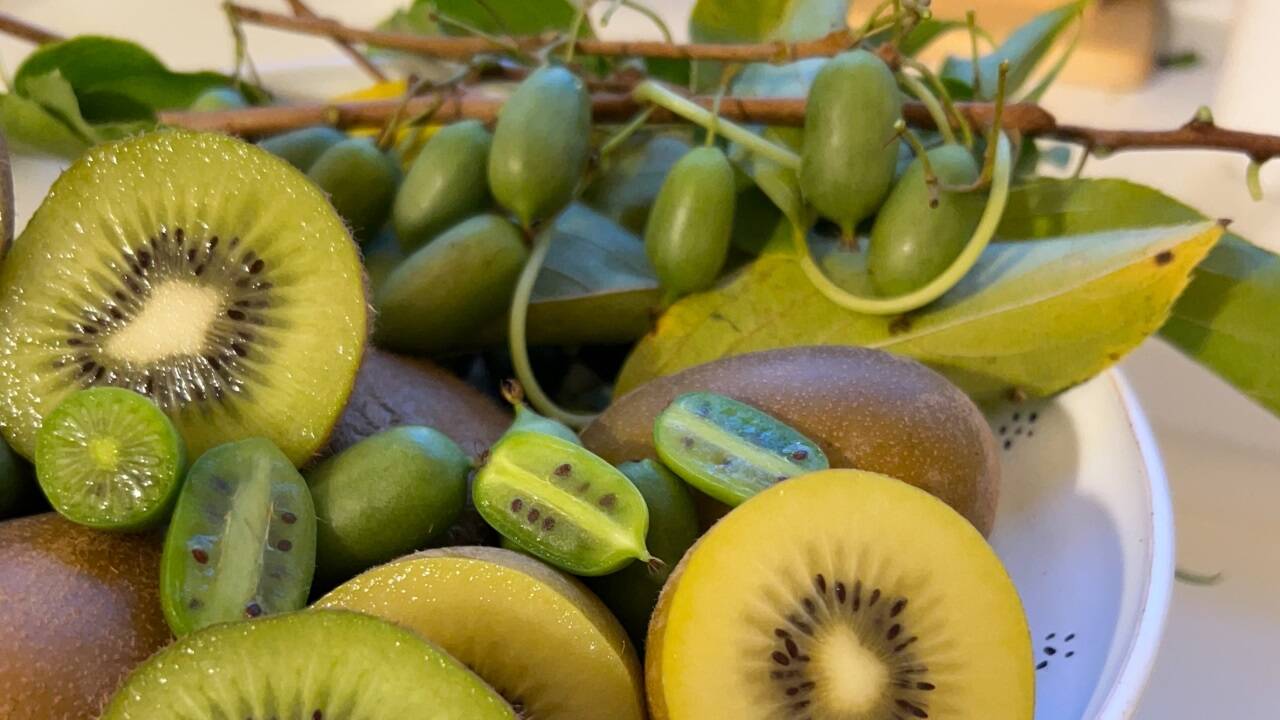 Grün, gelb und mini: Kiwivielfalt gedeiht auch in unseren Breiten. 