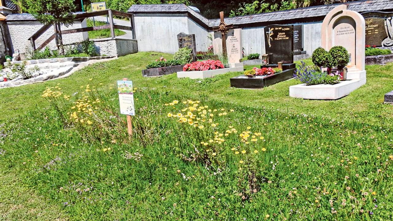 Blühstreifen zieren den Friedhof in Ebenau. 