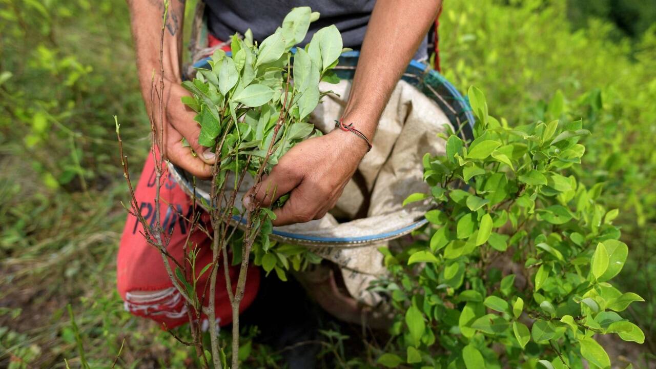 Anbau von Koka in Kolumbien einen Rekordwert erreicht. Anbau von Koka in Kolumbien einen Rekordwert erreicht.