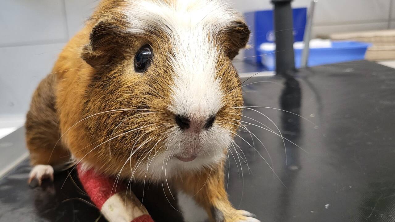 Berti mit seinem verletzten Beinchen. Ein anderes Meerschweinchen hatte ihn gebissen. 