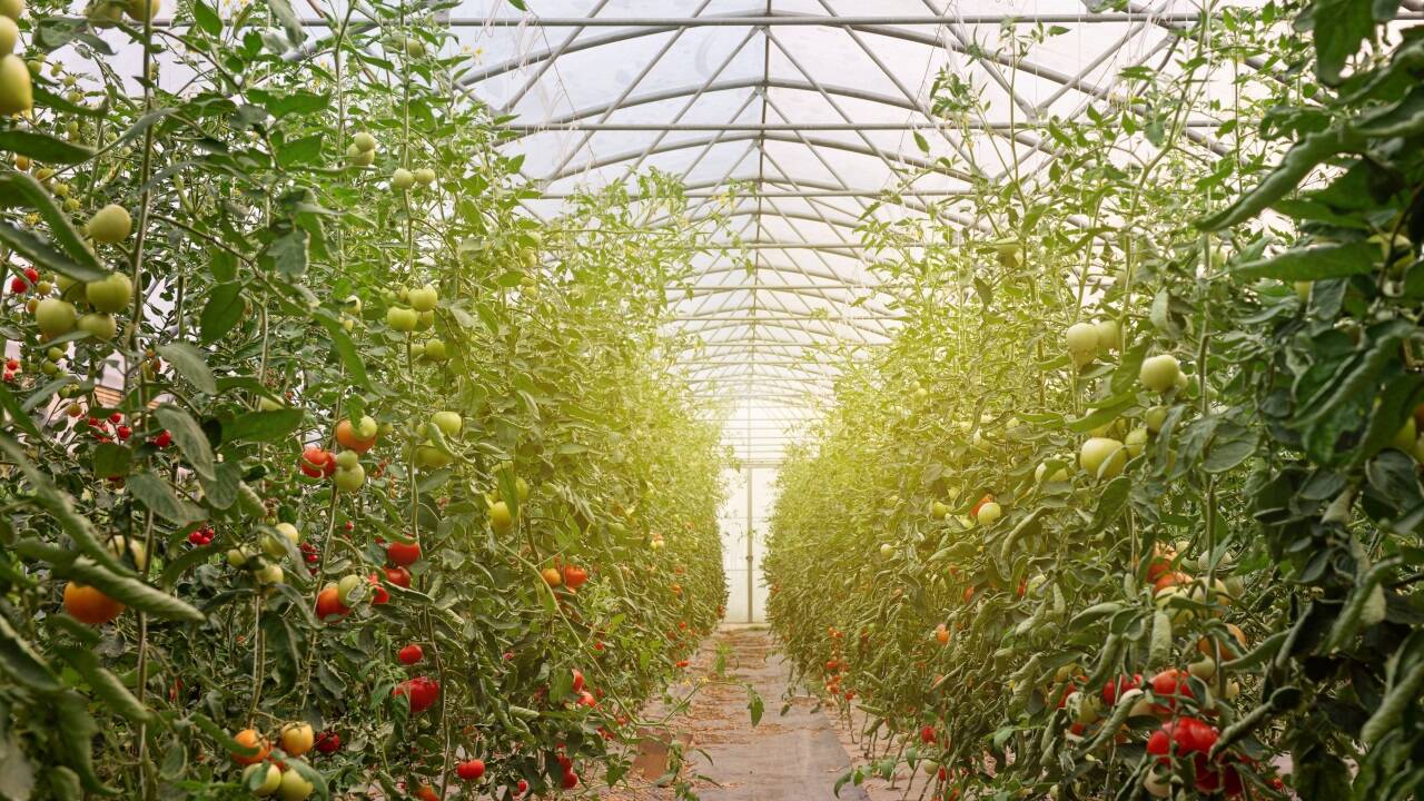 Gewächshäuser bleiben wegen hoher Energiekosten geschlossen. 