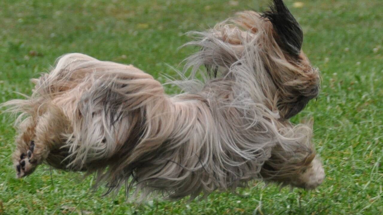 Balljagen ist ein verlockendes Spiel für Mensch und Hund.  