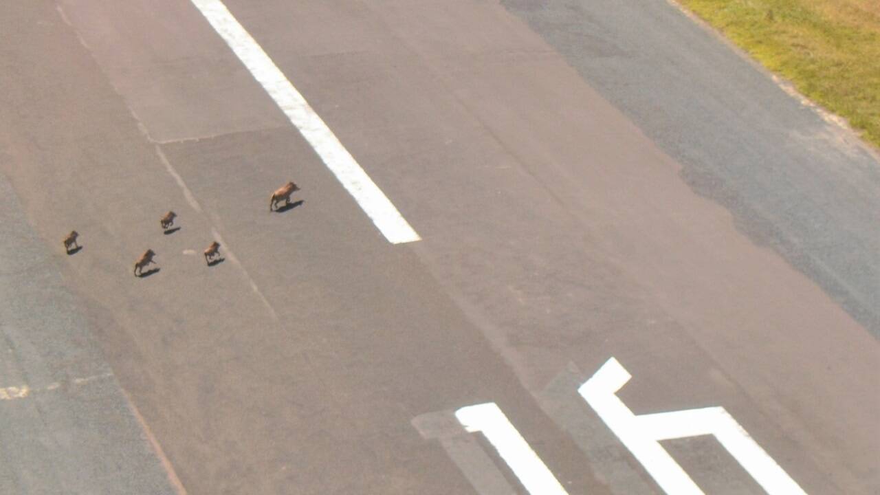 Auf dem Mount Kenya Airport erlebte Pitterka einen Flugabbruch, weil kurz vor der Landung eine Warzenschweinfamilie das Flugfeld querte. 