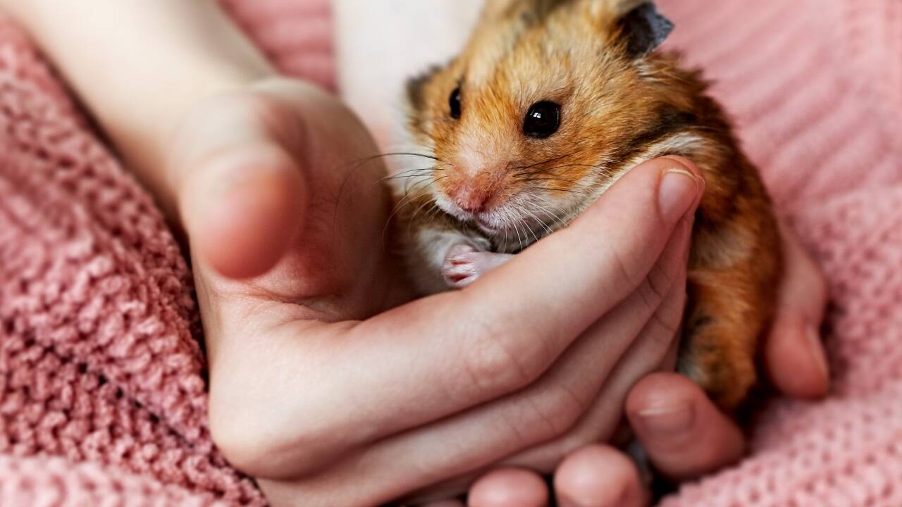 Ziel beim Zähmen: Der Hamster soll freiwillig auf die Hand kommen, denn hochheben bedeutet Stress. 