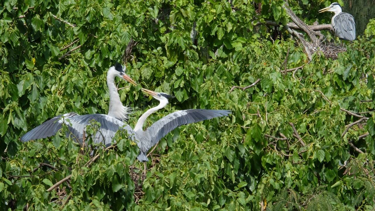 &Ouml; brüten Graureiher im Grünen. 