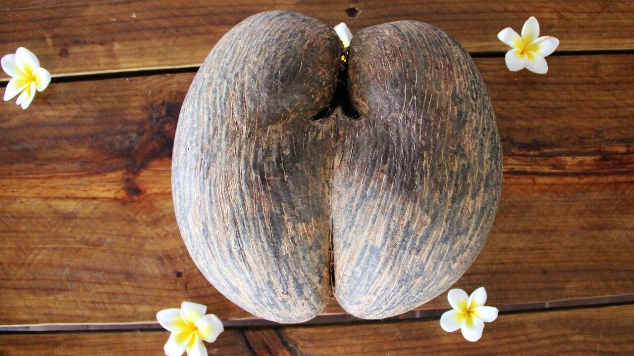 Legendäre Frucht und weltgrößter Same: Coco de Mer. 