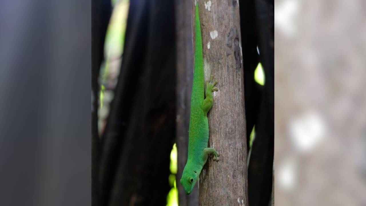 Auch die Besucher im Naturpark werden beobachtet. 