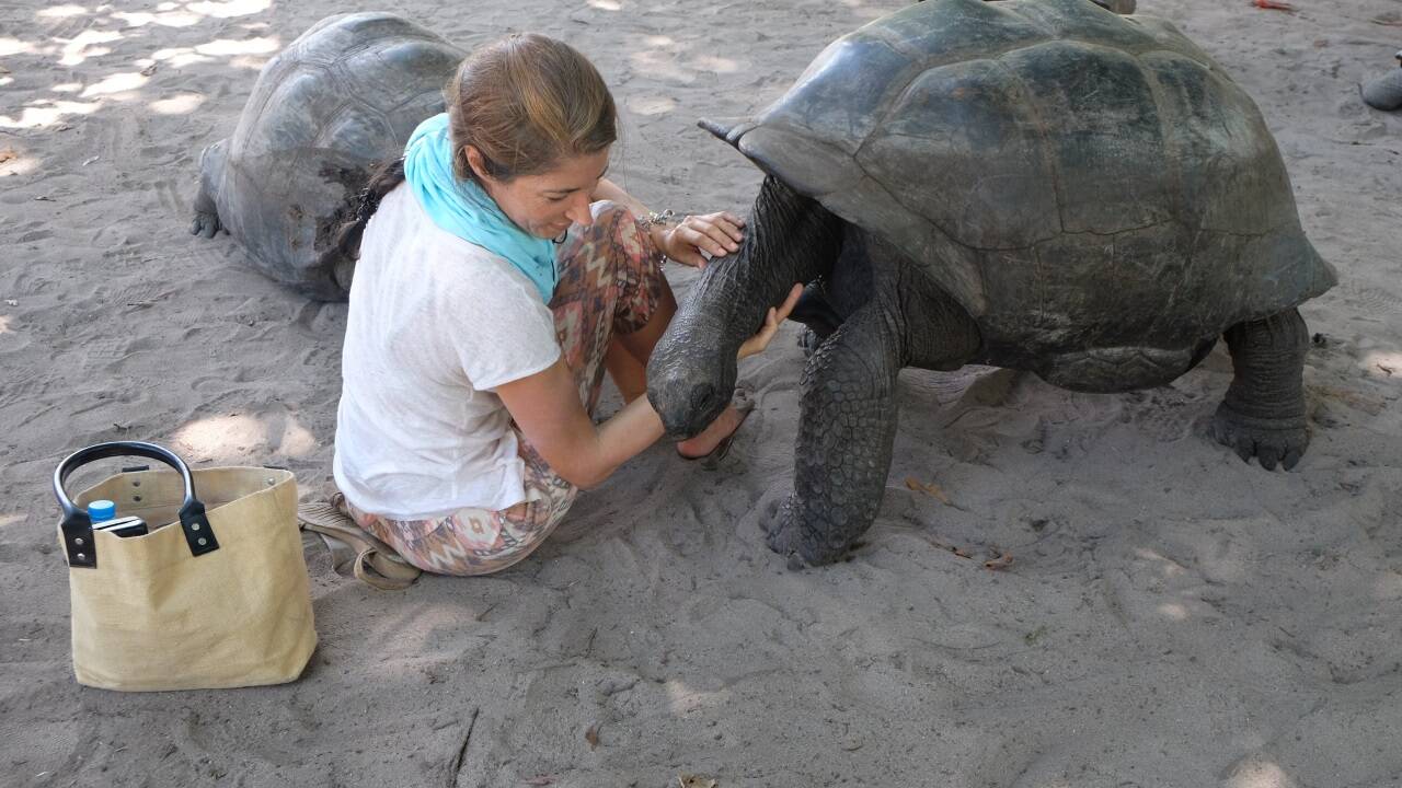 Sanft sind die Riesen auf der kleinen Insel Curieuse. 