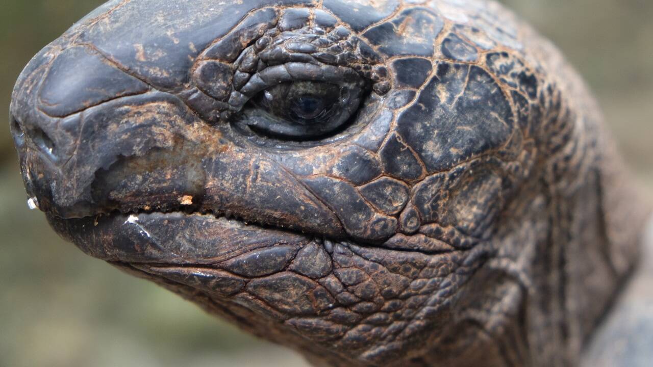 Für ein wenig Obst sind die Landschildkröten immer zu haben. 
