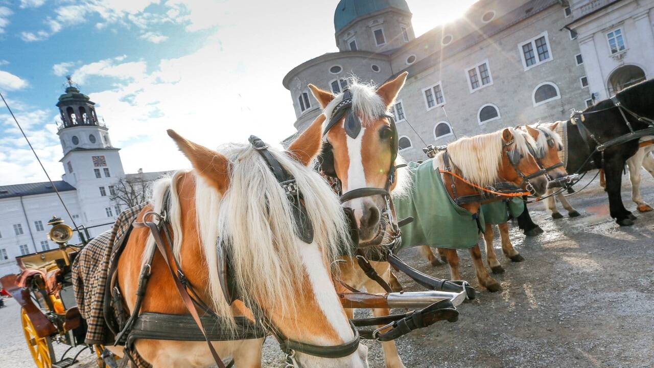 Eine Hitzefrei-Regelung gibt es für die Fiakerpferde in Salzburg nicht. Die Stadt will lieber auf veterinärmedizinische Kontrollen setzen. Eine Hitzefrei-Regelung gibt es für die Fiakerpferde in Salzburg nicht. Die Stadt will lieber auf veterinärmedizinische Kontrollen setzen.