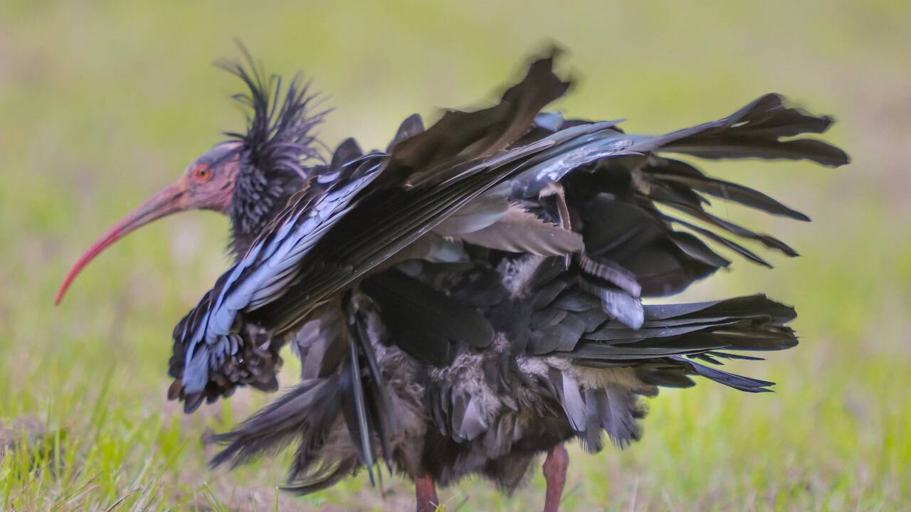 Die Waldrappe sind eine der gefährdetsten Vogelarten.  
