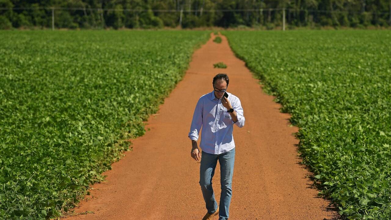 Soja-Plantage in Brasilien. Die Pflanze dient vor allem als Rinderfutter. 