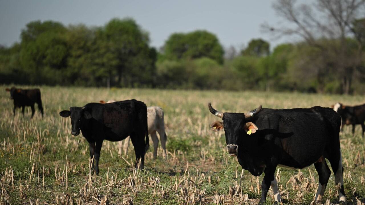 Rinderzucht in Argentinien. Auch für Rindfleisch gelten die neuen EU-Regeln. 