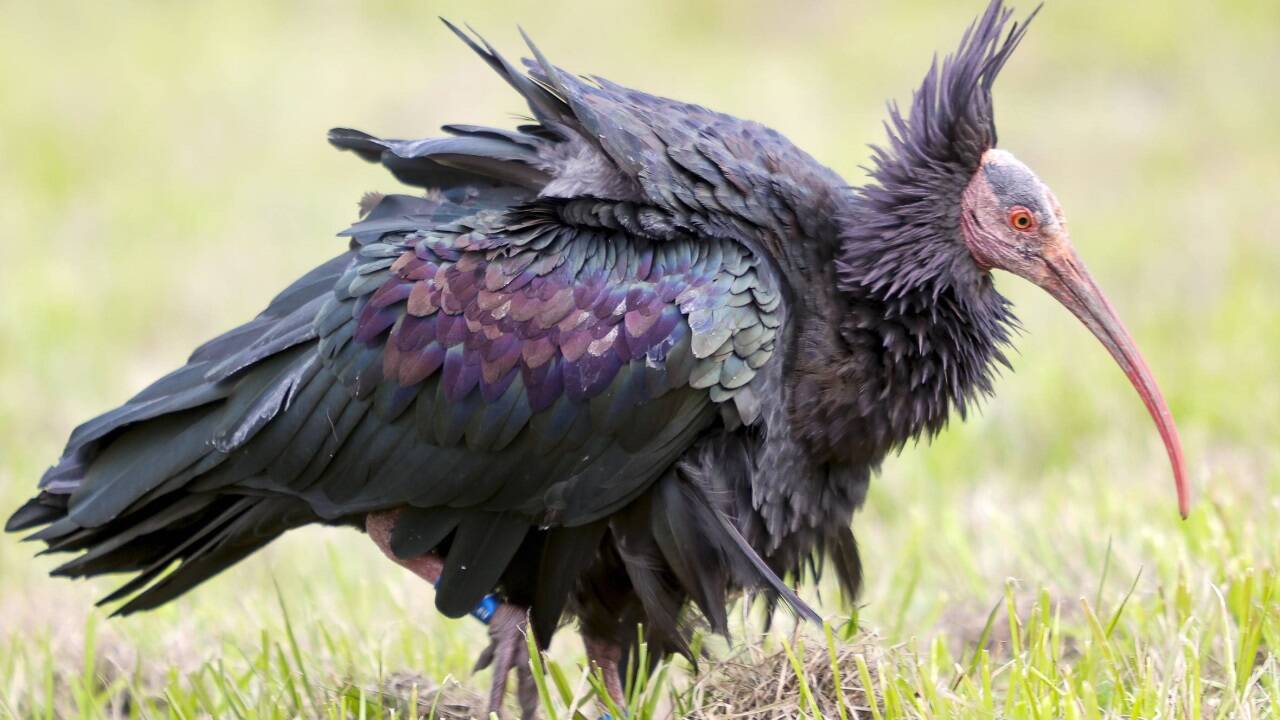Waldrapp (Symbolbild). 
