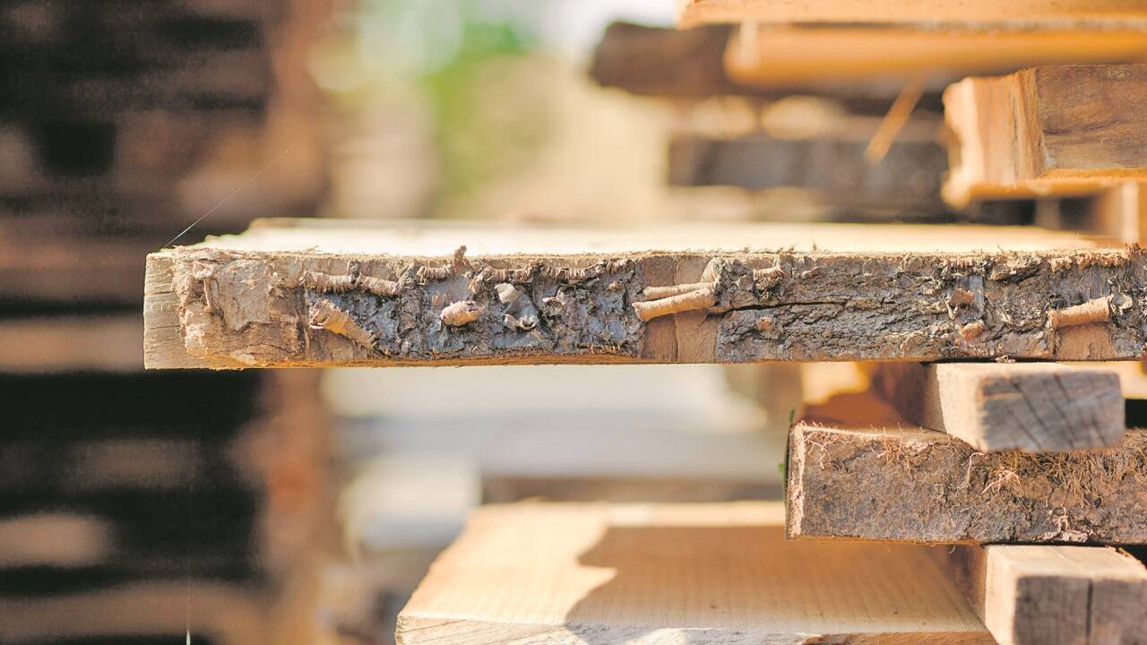 Holz ist ein wichtiger Kohlenstoffspeicher.  