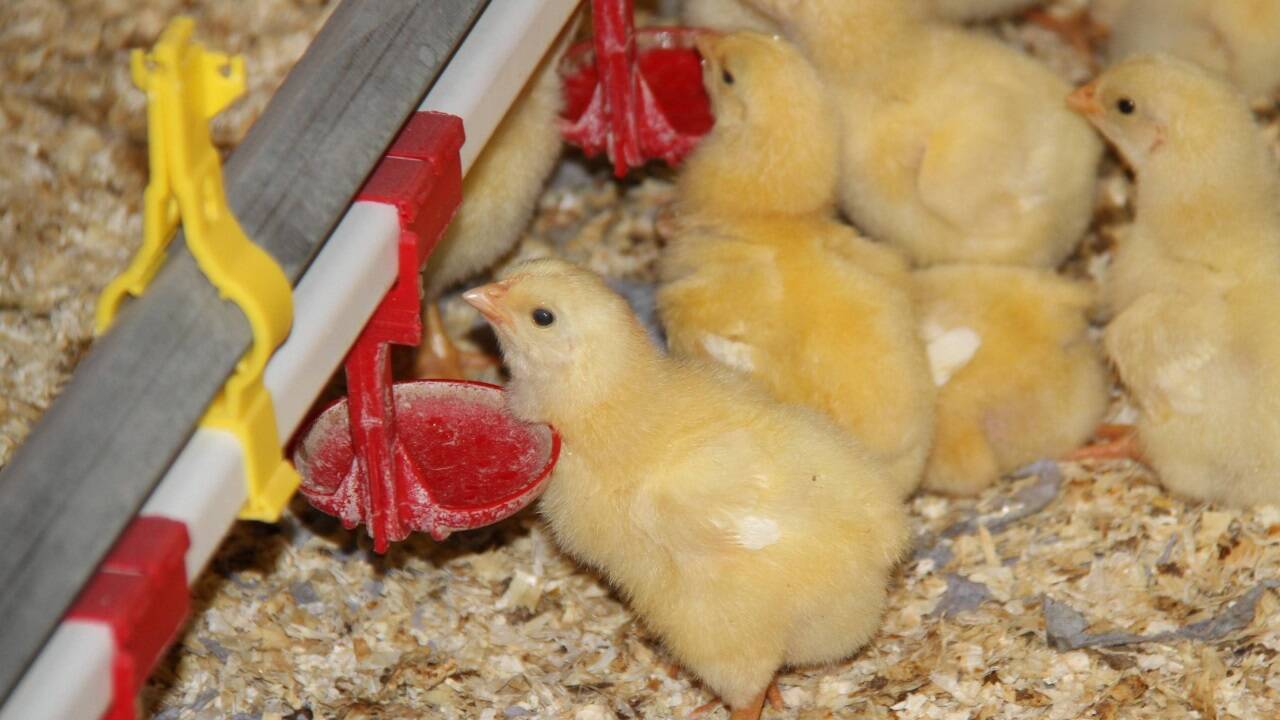 Bei einer Kontrolle durch die Agrarmarkt Austria Marketing (AMA) waren nur Küken im Stall (Symbolbild).  Bei einer Kontrolle durch die Agrarmarkt Austria Marketing (AMA) waren nur Küken im Stall (Symbolbild).