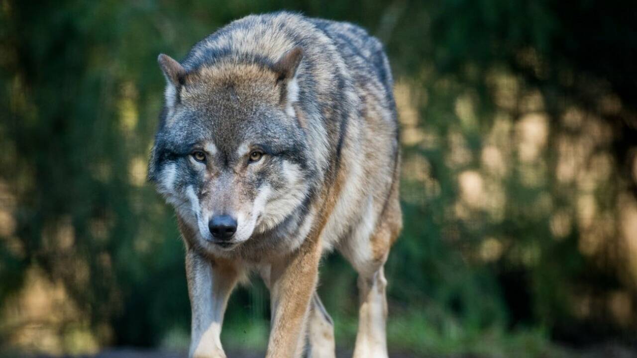 Agrarpolitik will Wölfe in Almgebieten betäuben
