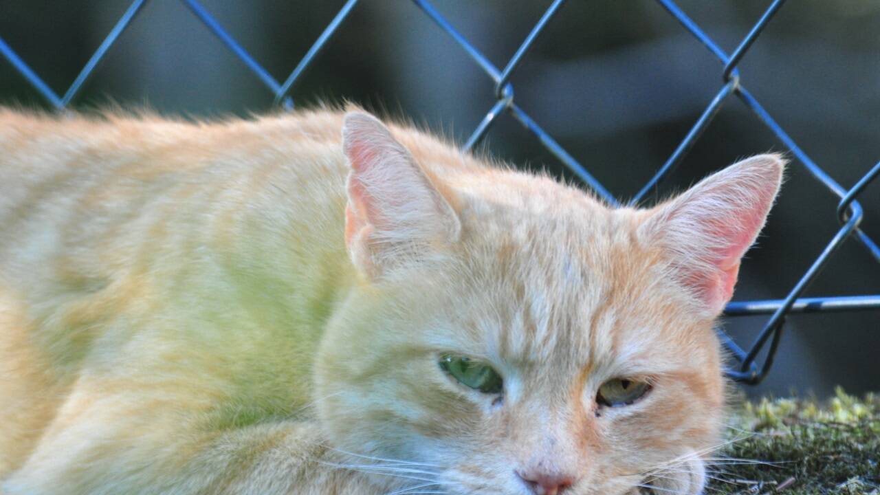 Simba oder nicht Simba, das ist hier die Frage &Ouml; 