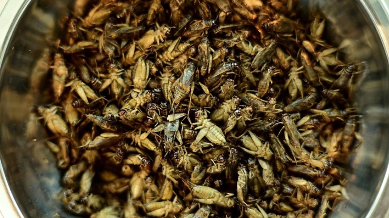 Insekten gelten als nahrhaft und reich an Proteinen 
