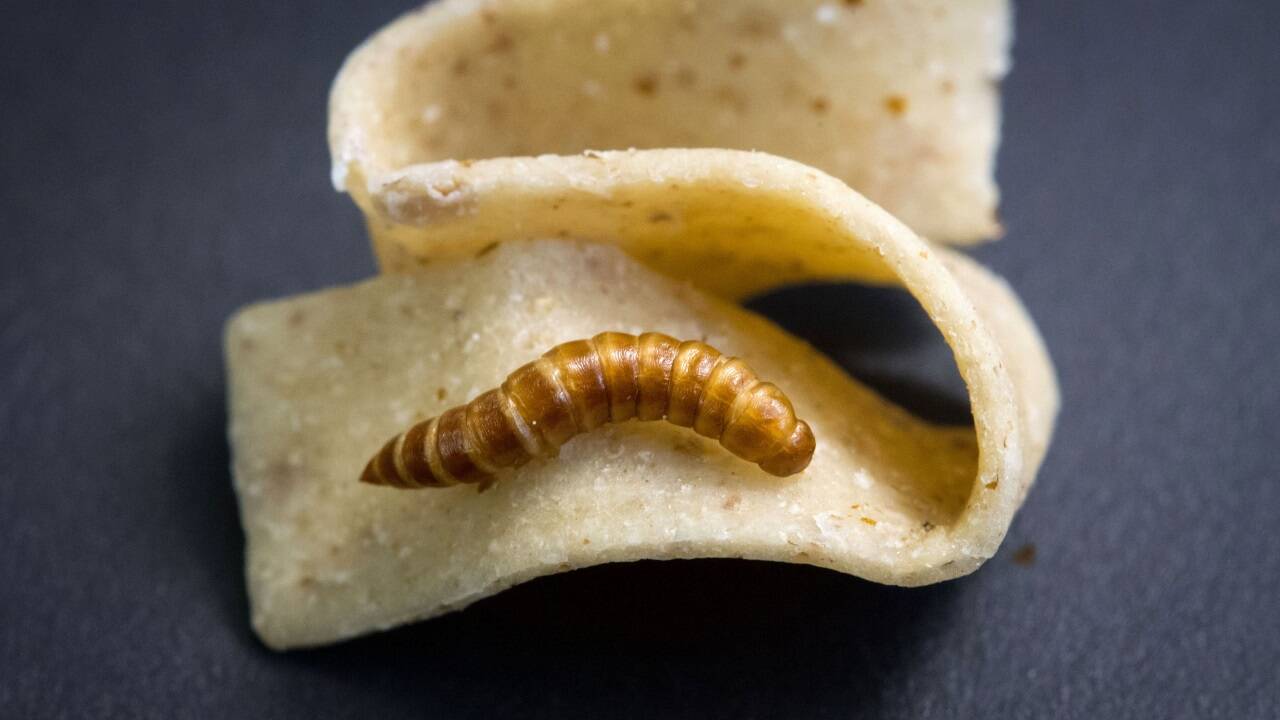 Seit Jahrtausenden werden Insekten von Menschen gegessen. Hierzulande begegnet man den Gliederfüßern jedoch noch vorsichtig.  