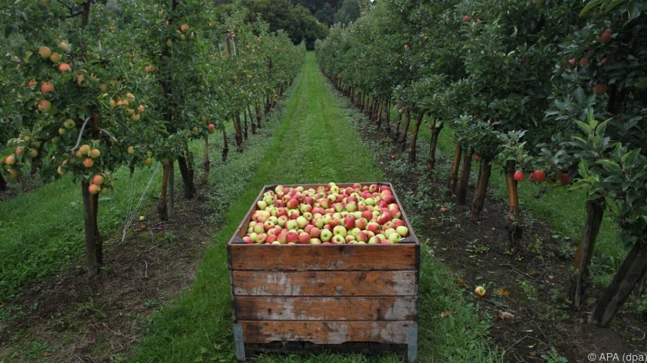 Obst und Gemüse vor allem aus Spanien, Italien und Polen SN.at Obst und Gemüse vor allem aus Spanien, Italien und Polen SN.at