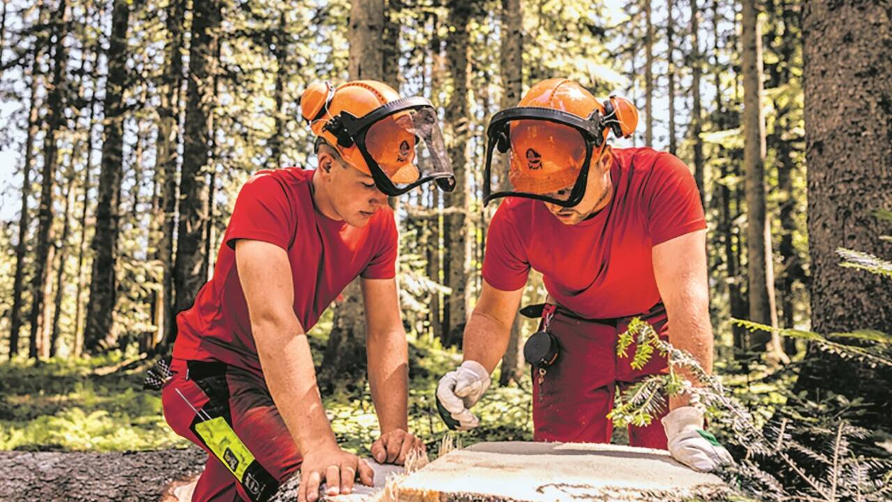 In der dreijährigen Ausbildung lehren Lehrlinge alles über nachhaltige und naturnahe Waldbewirtschaftung. 