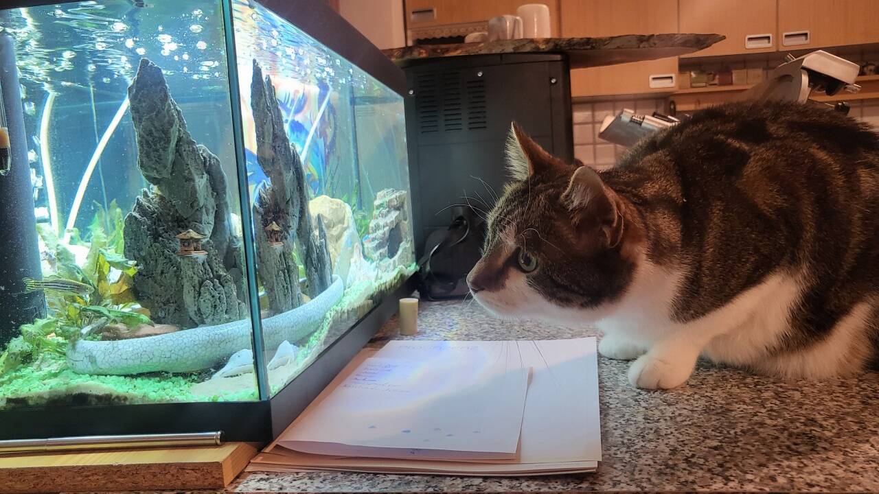Frische Fische – aber nur zum Anschauen. Das Futter kommt aus der Dose.  
