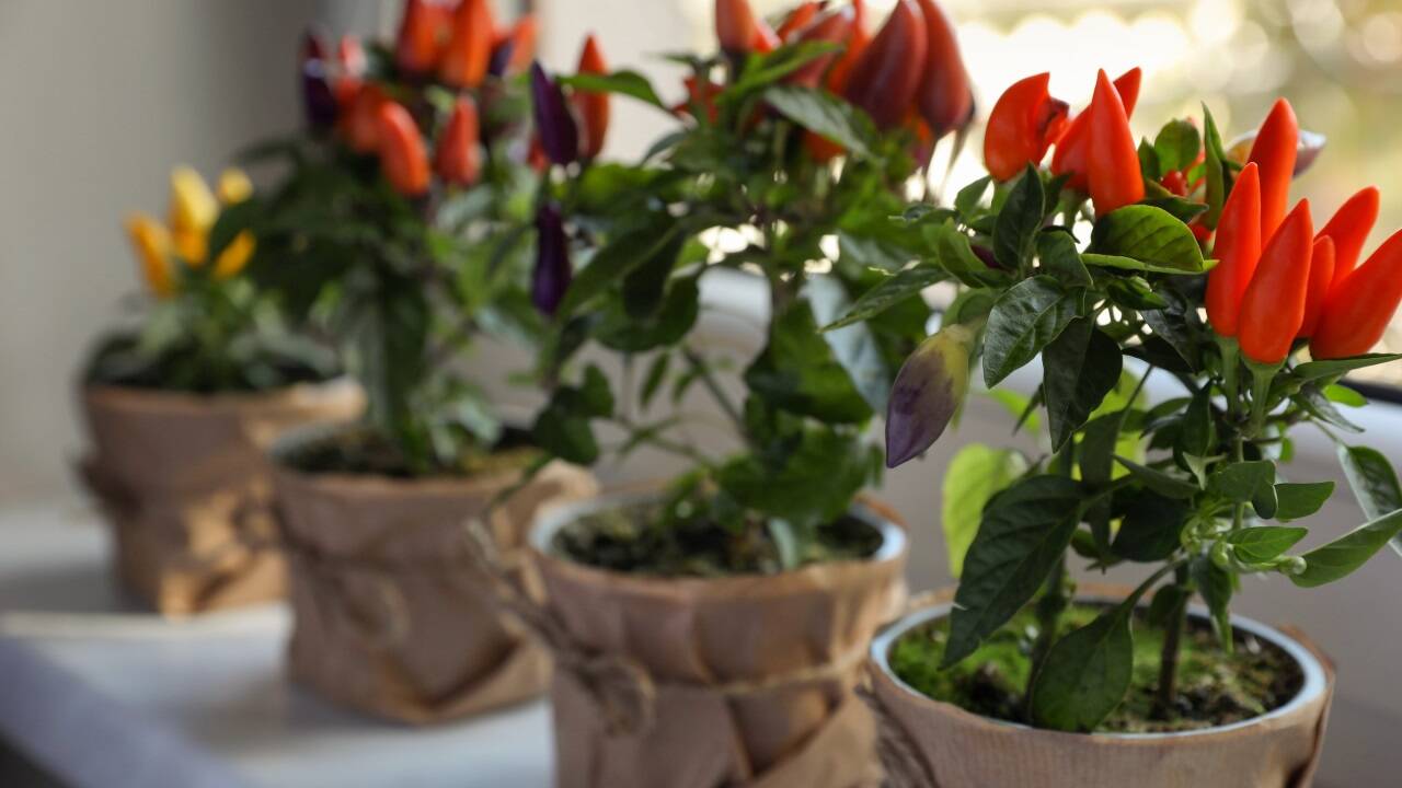 Jetzt ist die Zeit zur Vorkultur für Chili auf der Fensterbank. Dieses Gemüse benötigt lange bis es zu blühen beginnt und Früchte trägt. 
