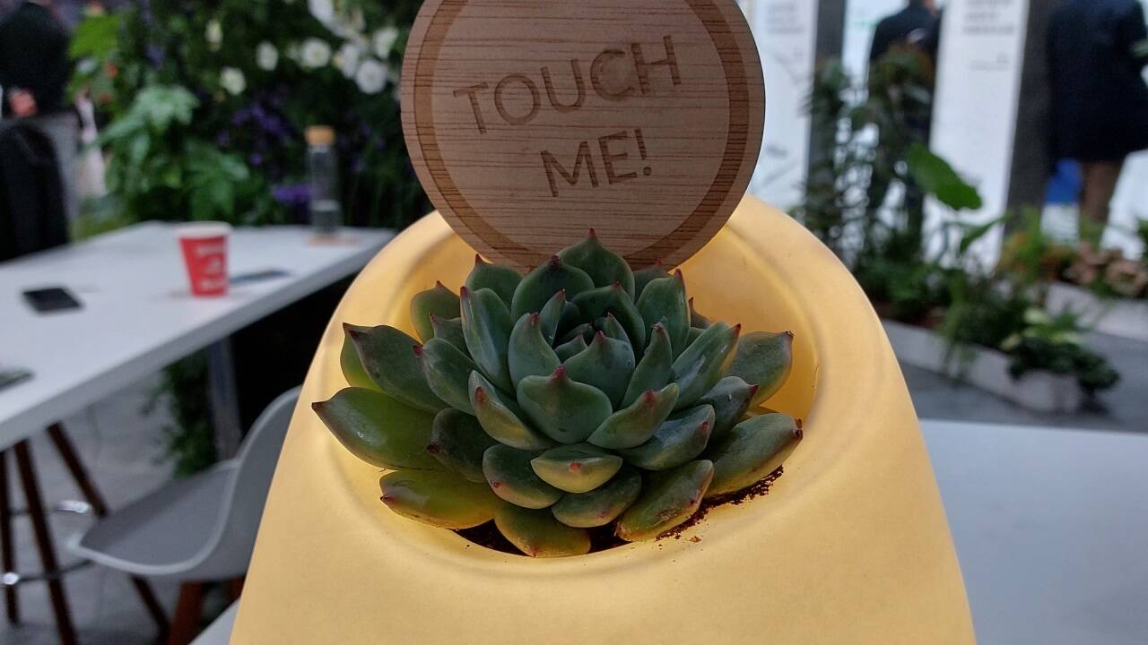 Das Unternehmen Bioo will Pflanzen dazu nutzen, um Energie für Licht zu kreieren.  Das Unternehmen Bioo will Pflanzen dazu nutzen, um Energie für Licht zu kreieren.