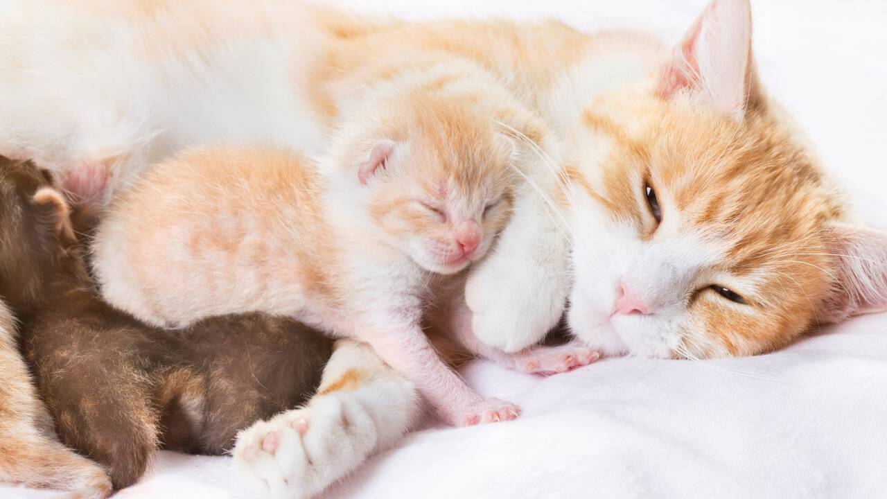 Nach der Geburt ist der Appetit der Katzenmutter groß. Das Säugen der Kleinen benötigt viel Energie.  