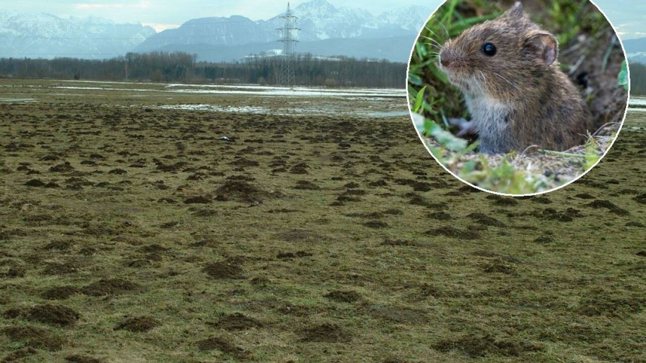 Die possierlichen Tierchen legen pro Tag einen Kilometer unter der Erde zurück und vermehren sich stark. Das Resultat sind Wiesen wie diese in Anthering (Archivbild). 
