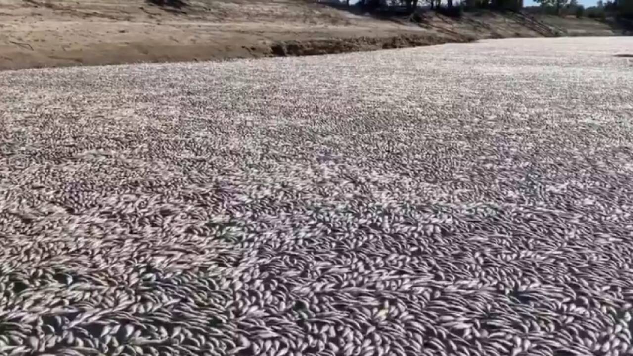 Im Darling River verendeten bereits Millionen von Fischen 