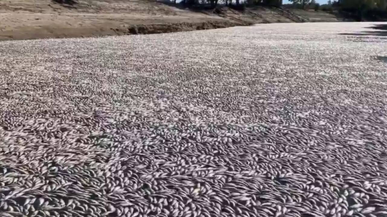 Tote Fische so weit das Augen reicht in Südostaustralien 