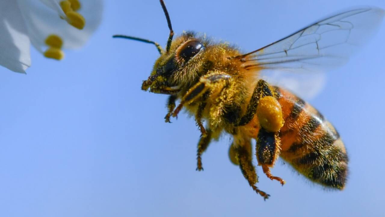 Schwänzeltanz der Honigbienen enthält mehr Informationen als gedacht 