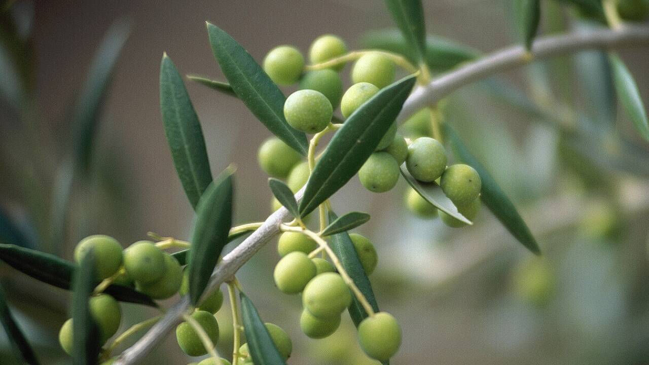 Das aus Oliven gewonnene Öl ist fixer Bestandteil der mediterranen Ernährung.  Das aus Oliven gewonnene Öl ist fixer Bestandteil der mediterranen Ernährung.