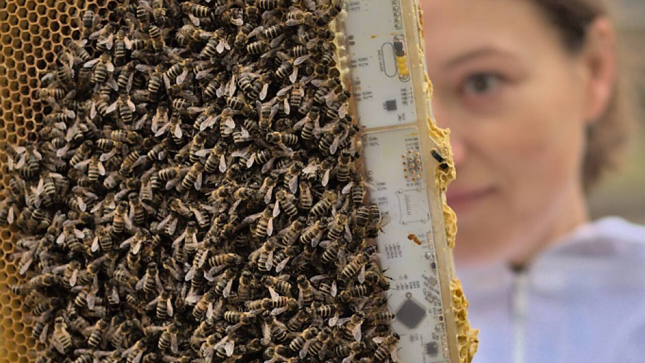 Smarte Zusatz-Heizung im Stock bewahrt Bienen vor dem Kälte-Koma 