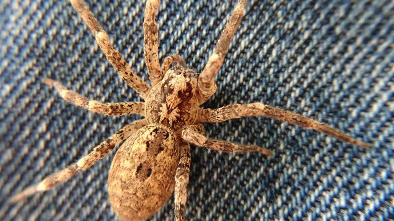 Die Nosferatu-Spinne, ... Die Nosferatu-Spinne, ...