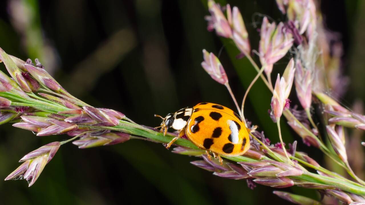 ... der asiatische Marienkäfer und ... ... der asiatische Marienkäfer und ...