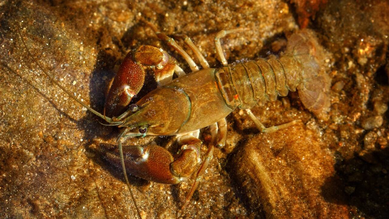 ... der amerikanische Signalkrebs sind einige der gebietsfremden Arten, die mittlerweile auch in Österreich zu finden sind. ... der amerikanische Signalkrebs sind einige der gebietsfremden Arten, die mittlerweile auch in Österreich zu finden sind.