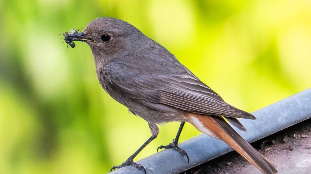 Mindestens so markant wie das rote Schwänzchen sind die wippenden Bewegungen damit.  