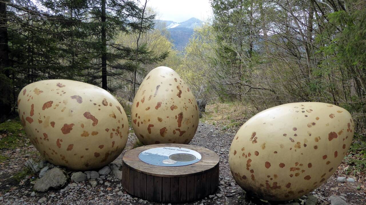 Dieses Osternest des Flussregenpfeifers ist wirklich nicht zu übersehen. 