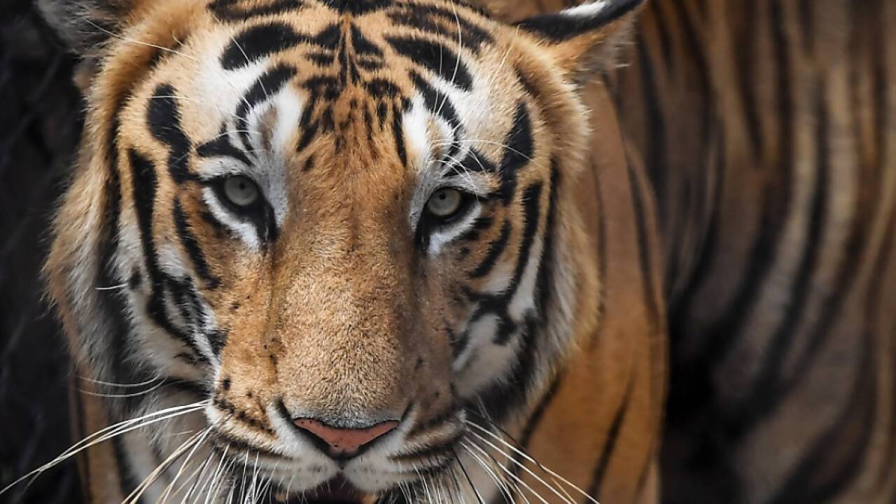 Gute Nachricht für die Tiger in Indien: Population steigt 