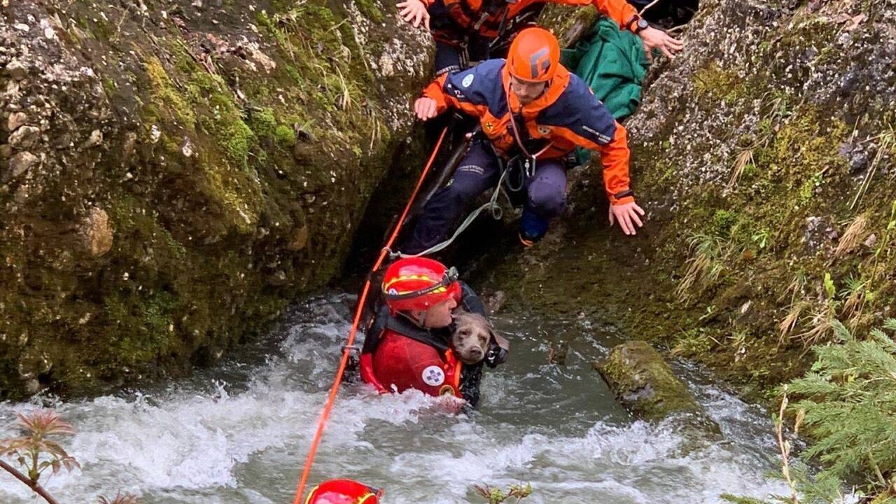 Wasserrettung und Bergrettung bei der Sicherung des Hundes. 