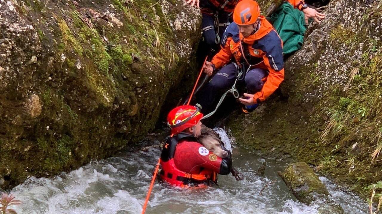 Wasserrettung und Bergrettung bei der Sicherung des Hundes. 