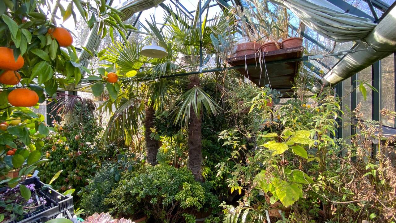 Geschützt im Glashaus - die Kübelpflanzen.   Geschützt im Glashaus - die Kübelpflanzen.