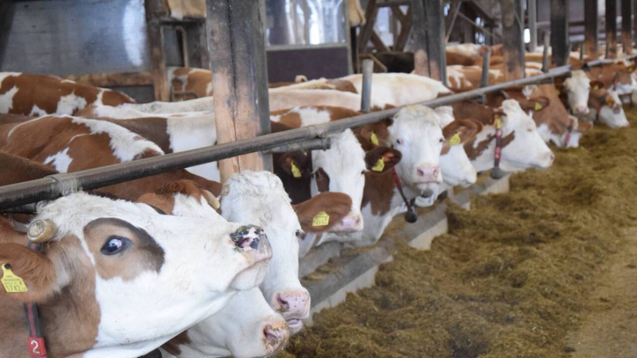 Fleckvieh, wohin das Auge reicht. 