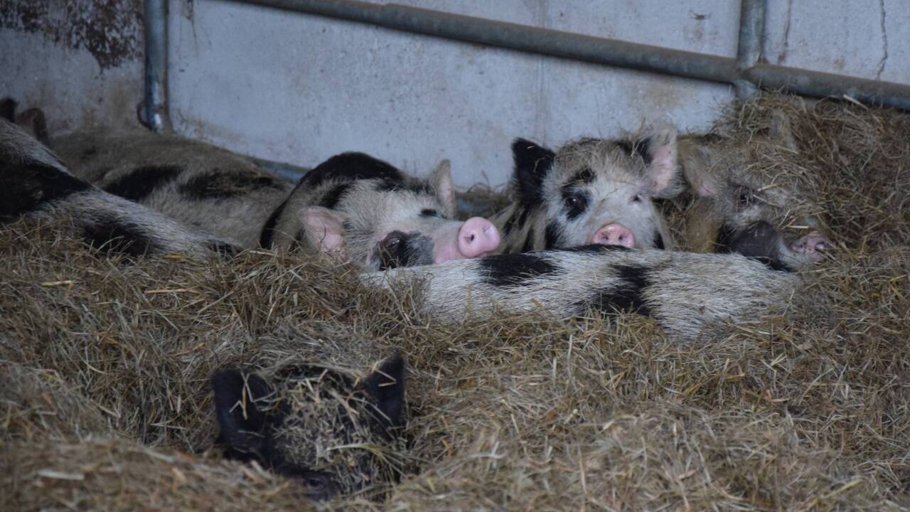 Johann Konrad in seiner Milchkuh-Welt in Pfaffing, Oberösterreich. Bilder: Birgit Egger  