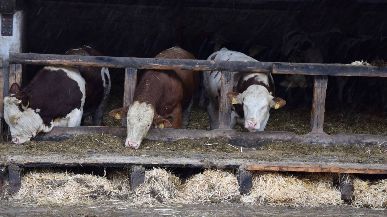 Johann Konrad in seiner Milchkuh-Welt in Pfaffing, Oberösterreich. Bilder: Birgit Egger  