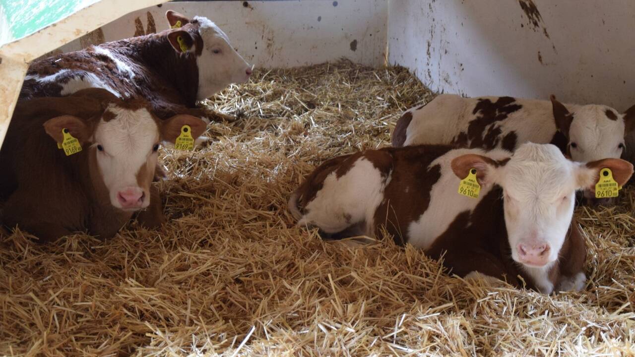 Johann Konrad in seiner Milchkuh-Welt in Pfaffing, Oberösterreich. Bilder: Birgit Egger  