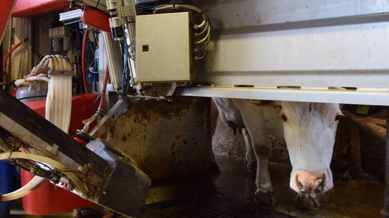 Eine Kuh im Lely-Melkroboter. 